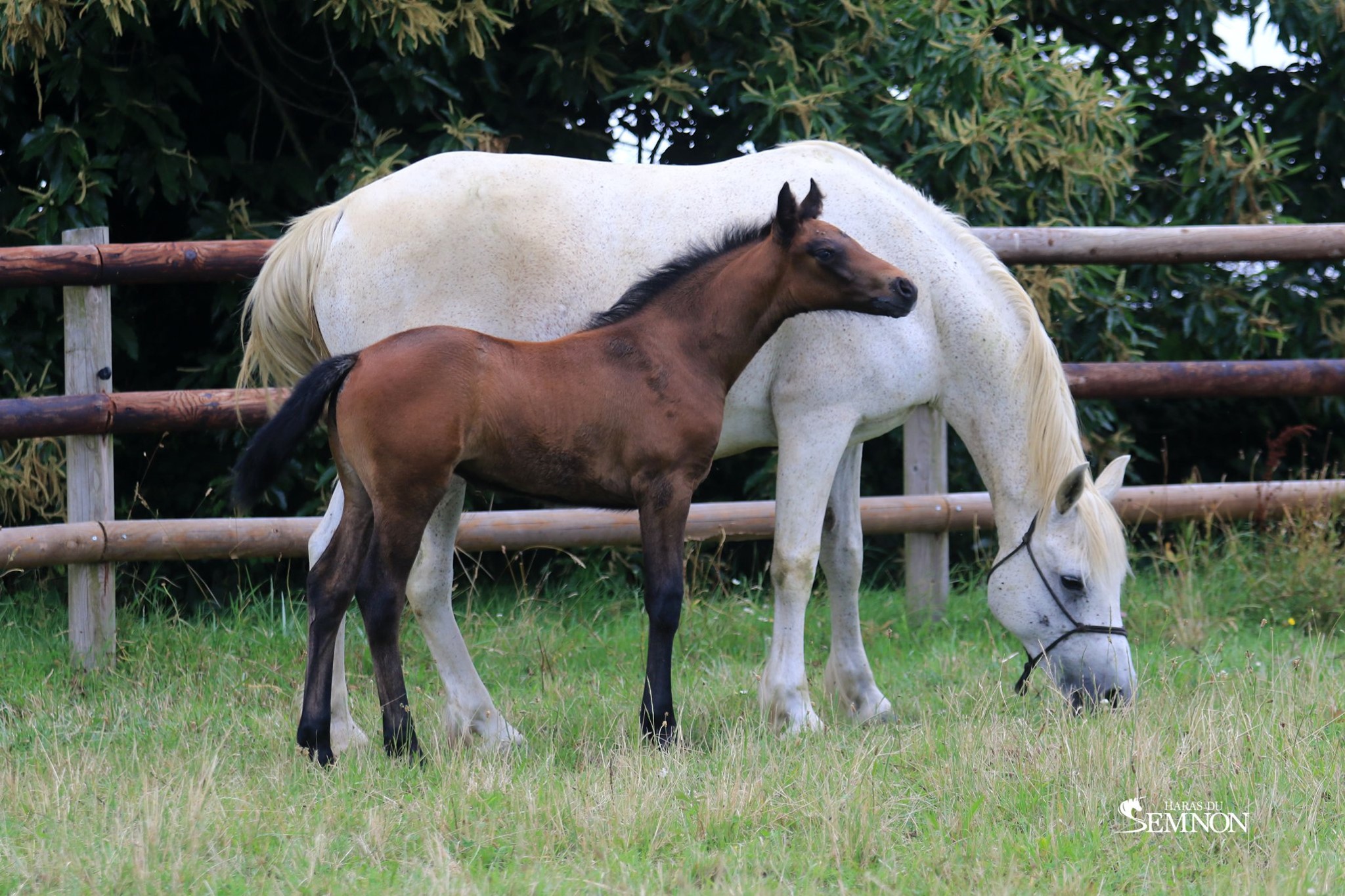 Mellow Mood Rhapsody