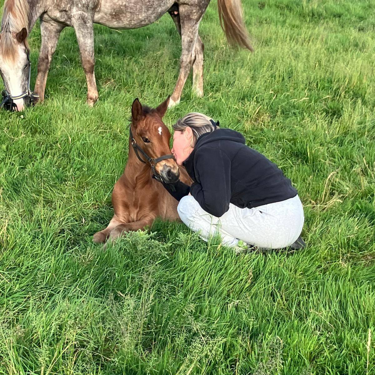 Rexter d'Or x Vihaipi du Gy