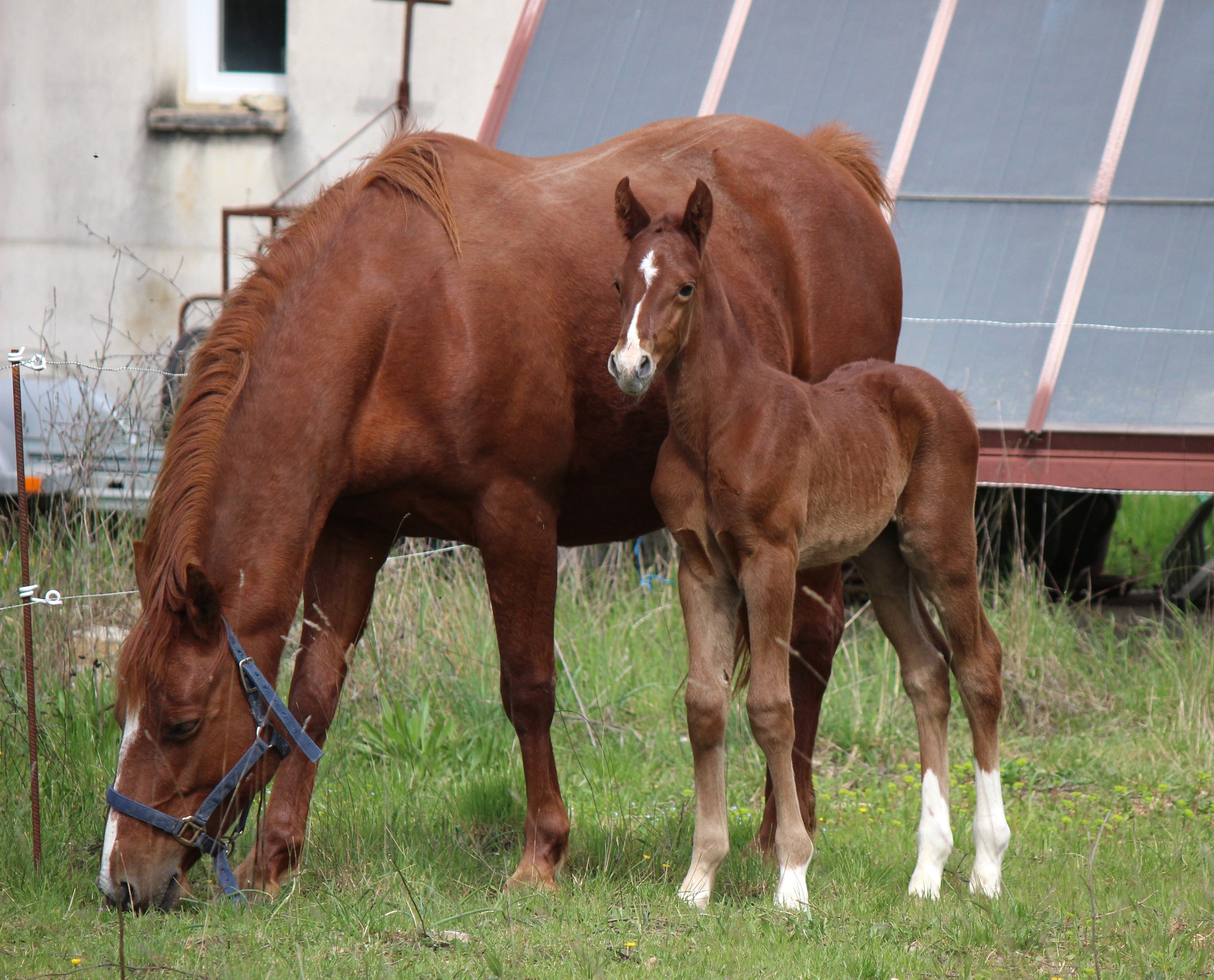 Rexter d'Or x Jonquille de la Figuière