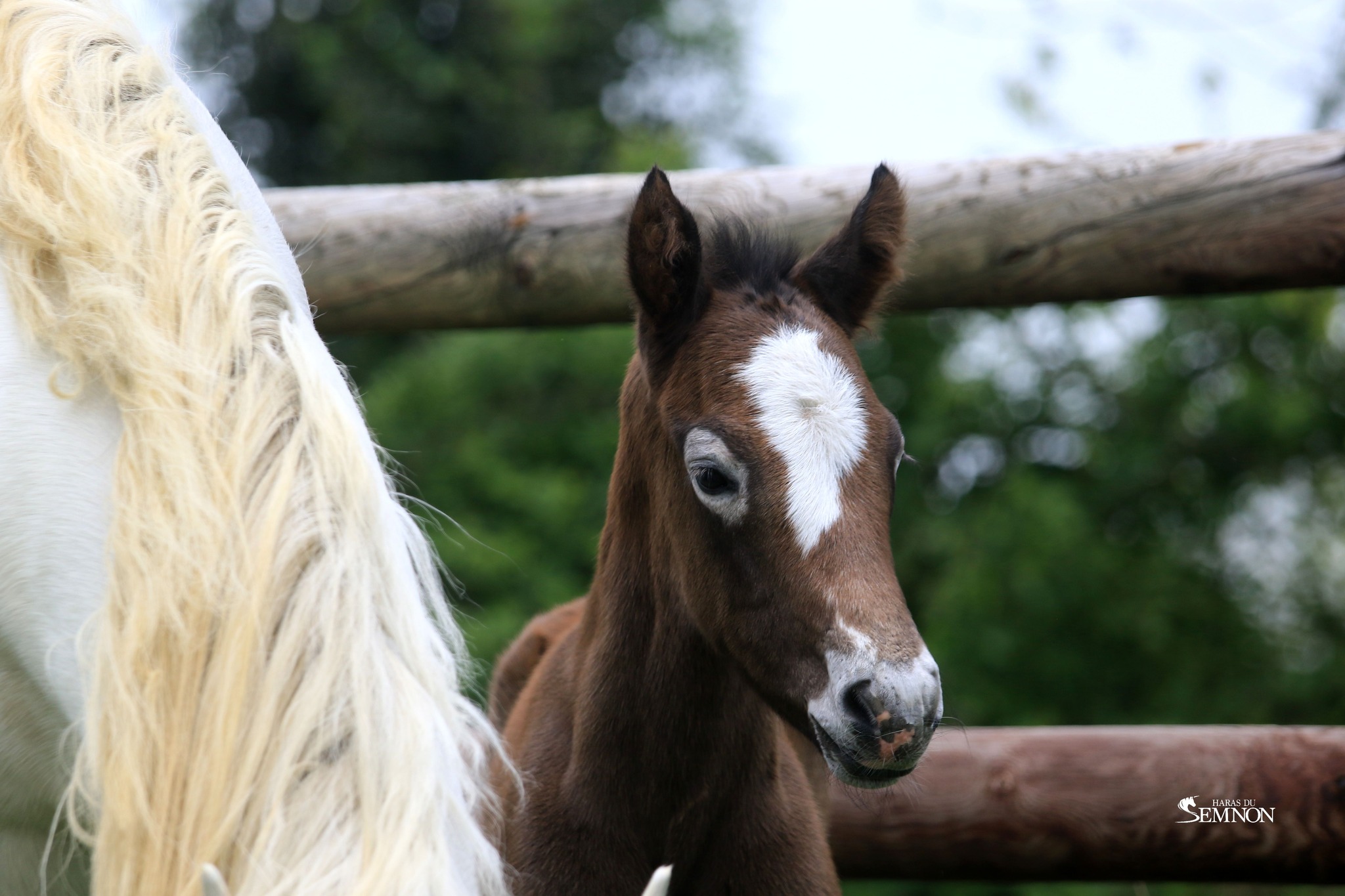 Rexter d'Or x Themis Briovère