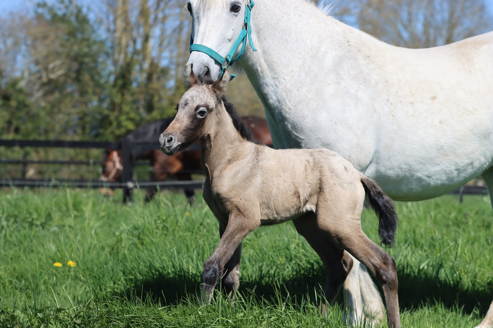 Rexter d'Or x Dearlylov de Marlière