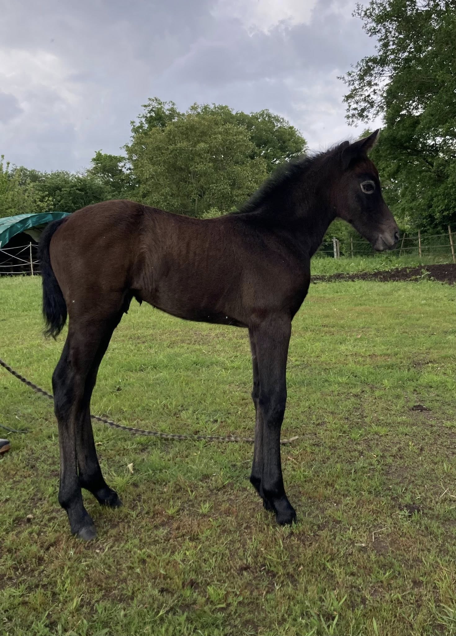 Rexter d'Or x Austyn Fountain