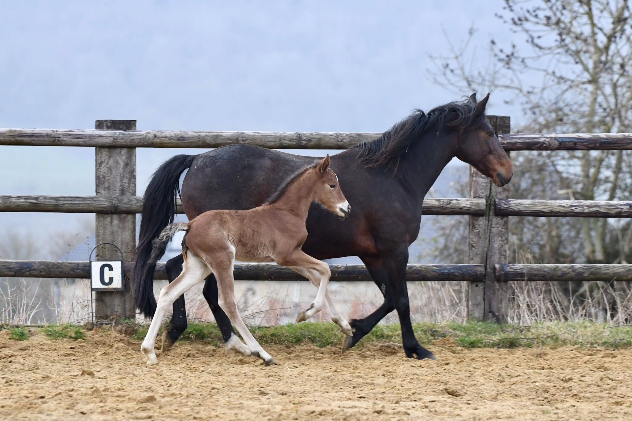 Rexter d'Or x Vega d'Hetimbet