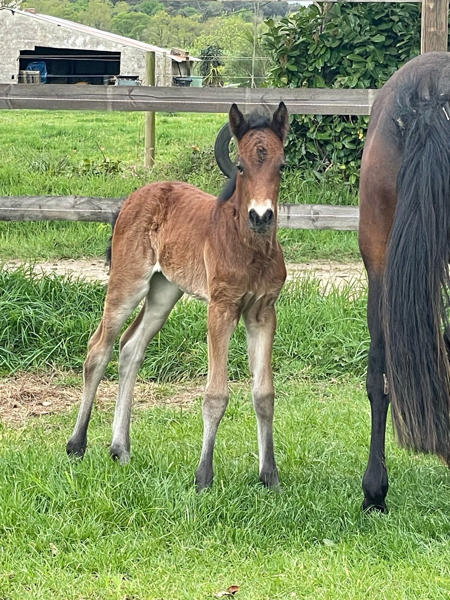 Rexter d'Or x Peekaboo Shadow