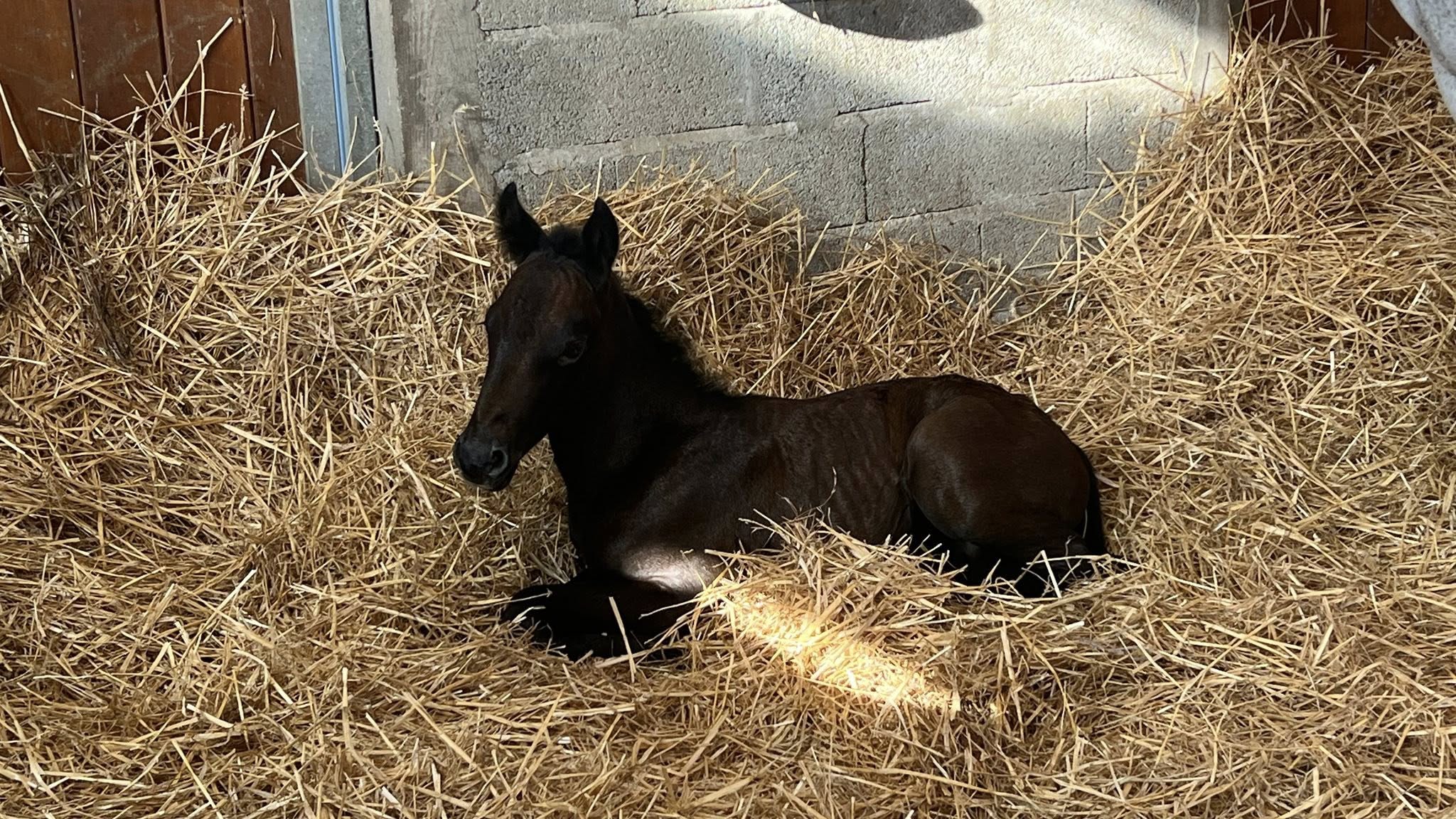 Rexter d'Or x Snowdrop du Luot