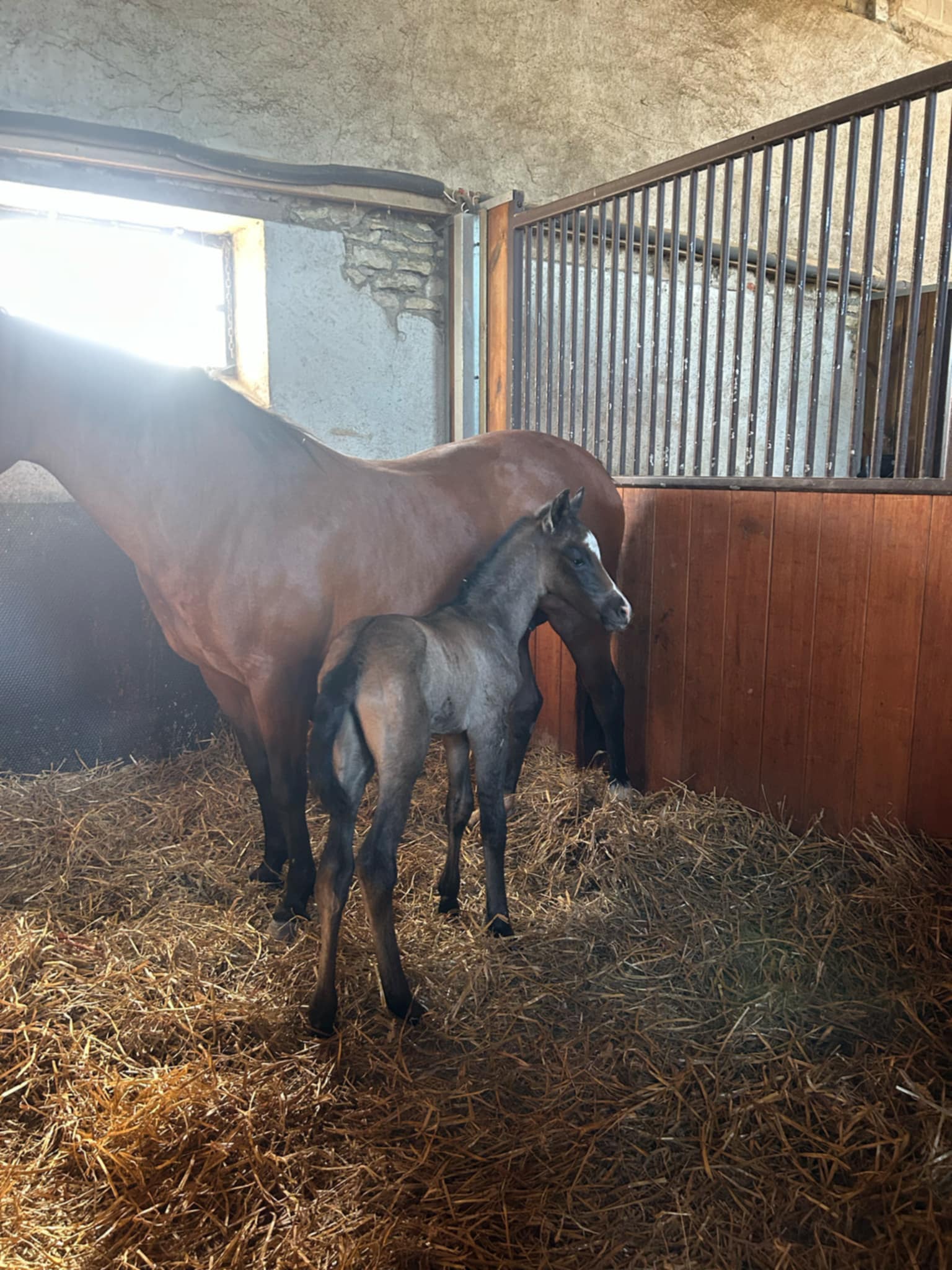 Rexter d'Or x Ultime de l'Hoste