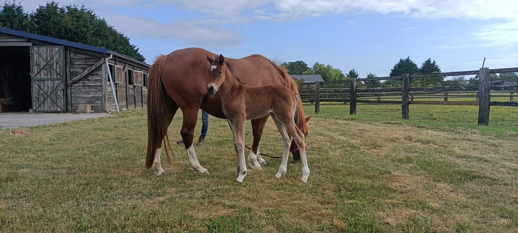 Rexter d'Or x Dolly des Douves