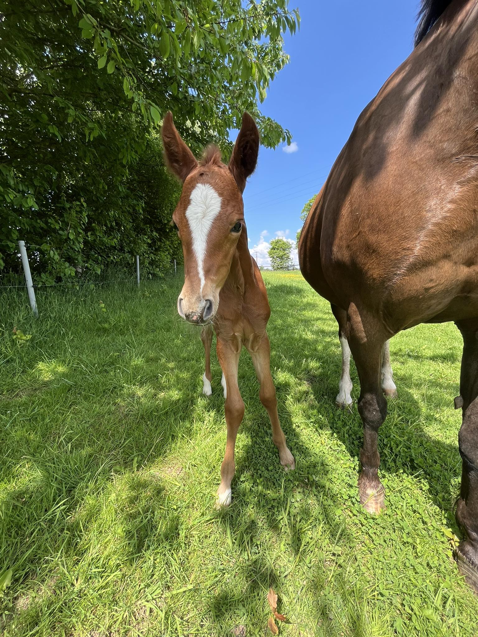 Rexter d'Or x Tekila des Etisses