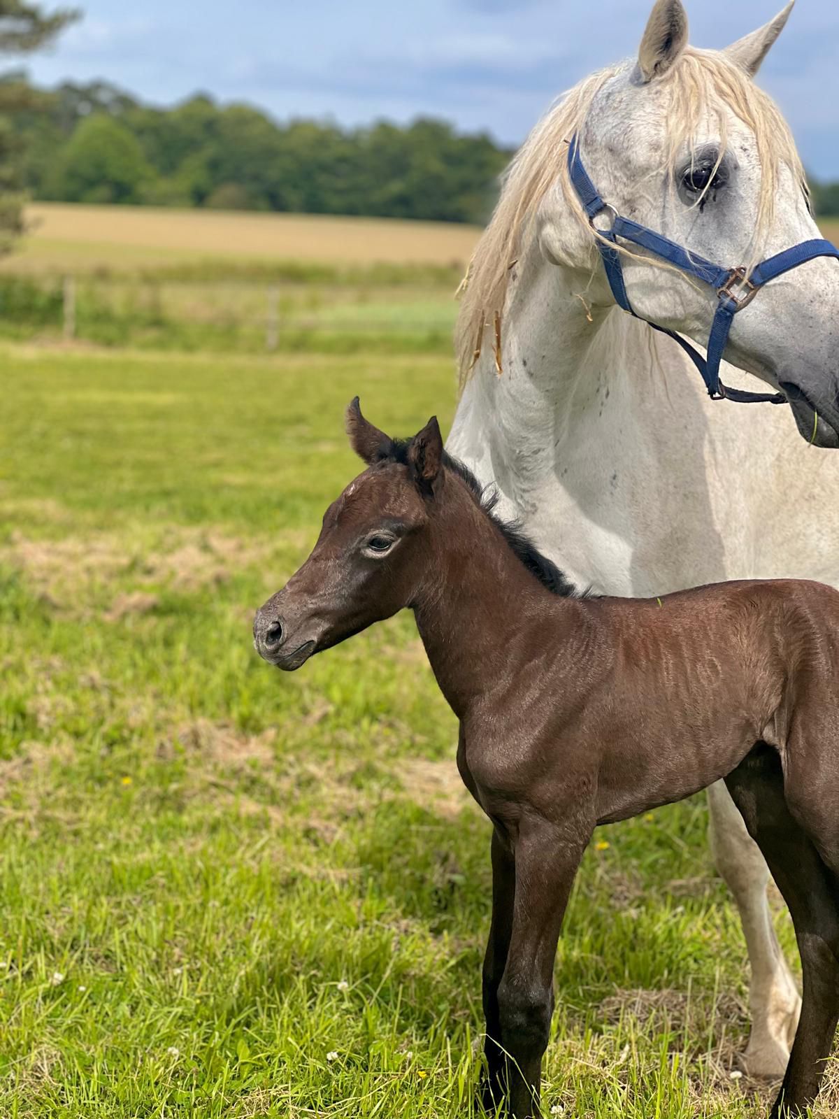 Rexter d'Or x Belote de Treho