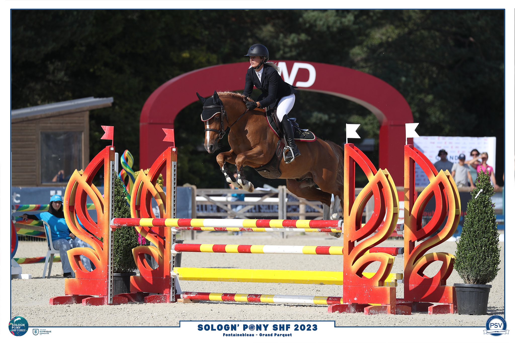 Poulains Rexter d'or - Haras du Semnon