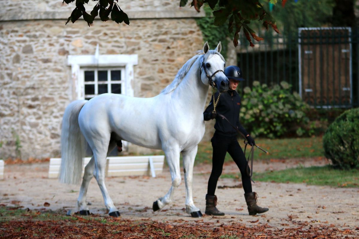 CANNON BALL BRIOVERE - Haras du Semnon