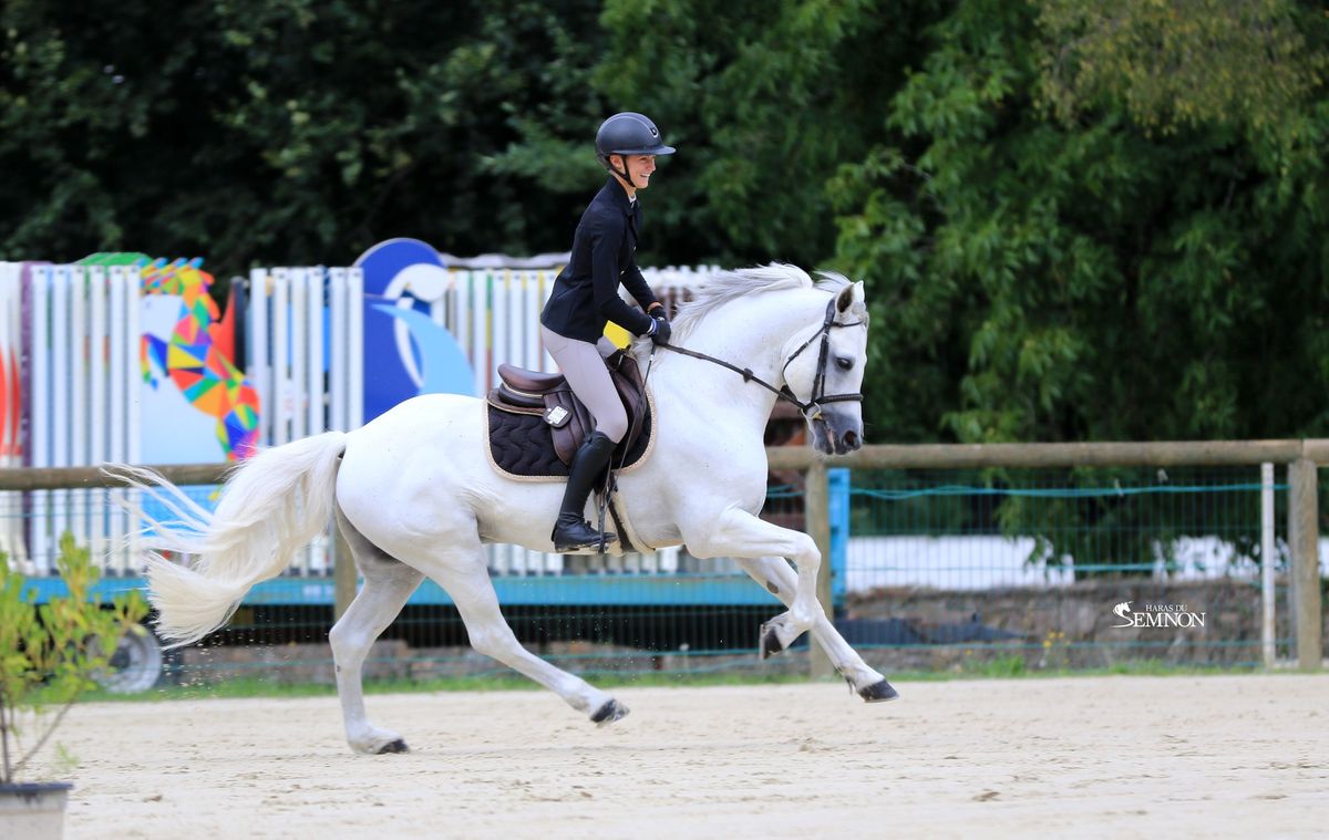 CANNON BALL BRIOVERE - Haras du Semnon