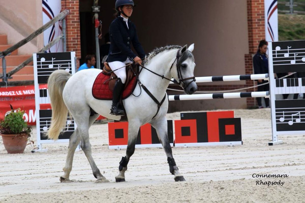 CANNON BALL BRIOVERE - Haras du Semnon