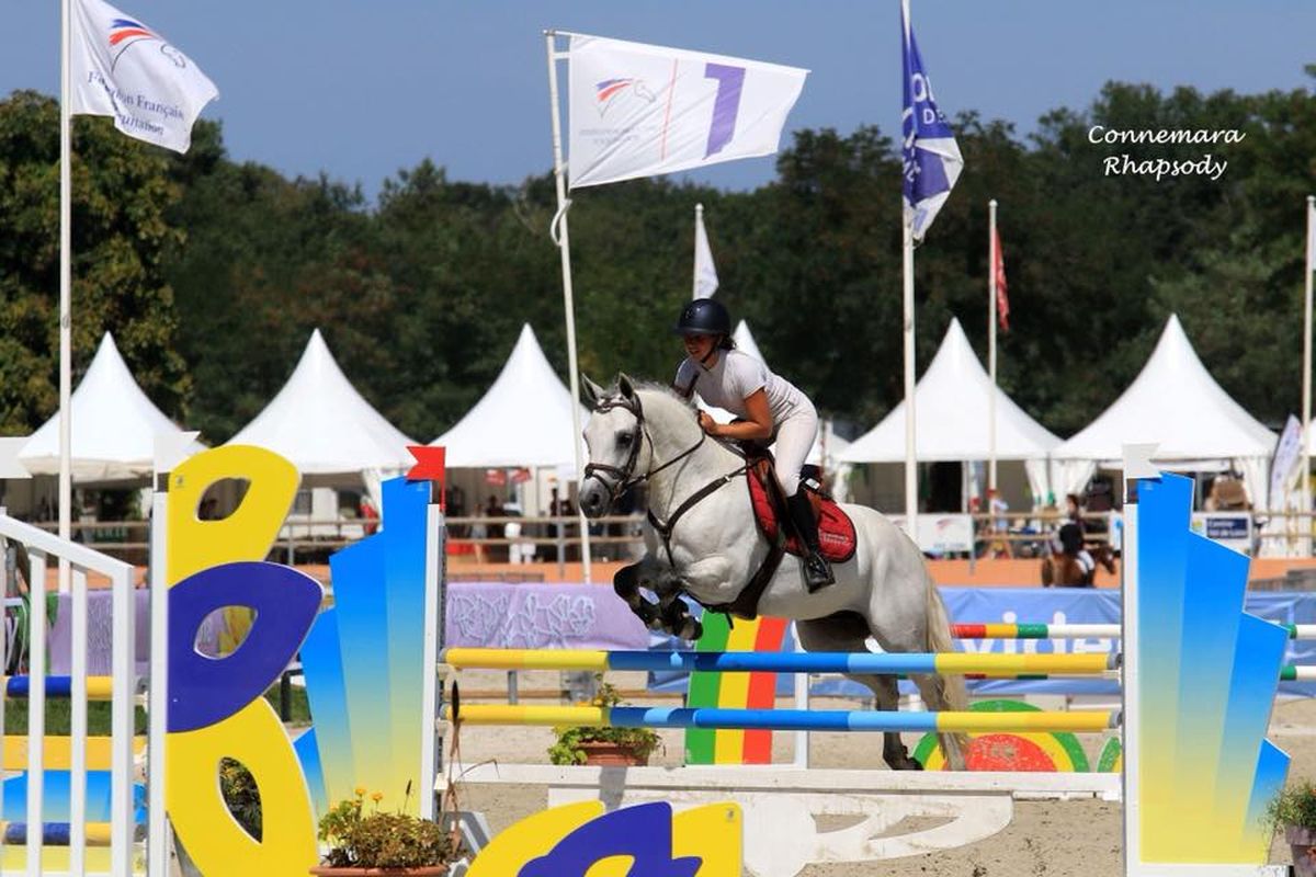 CANNON BALL BRIOVERE - Haras du Semnon