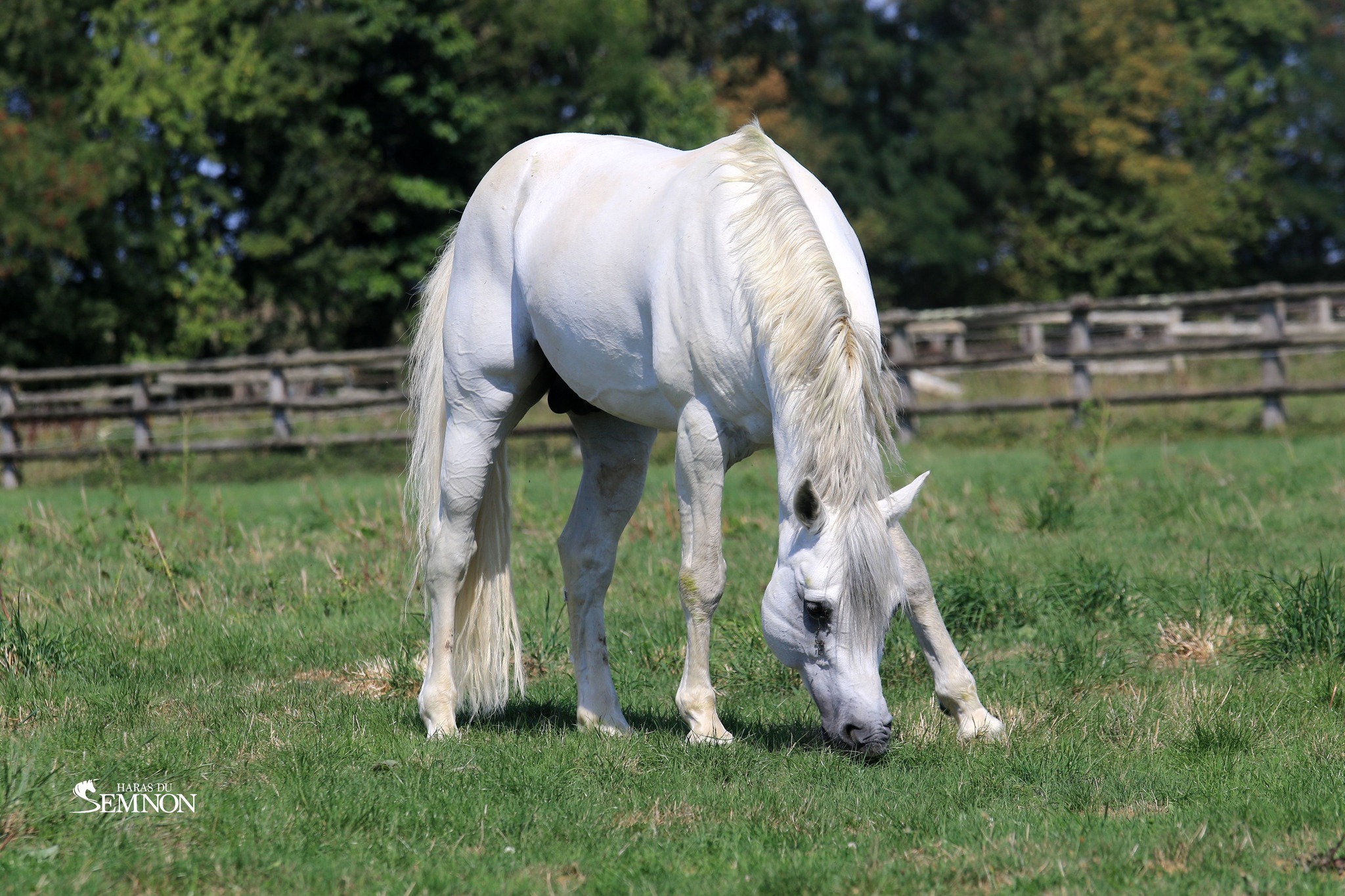 CANNON BALL BRIOVERE - Haras du Semnon