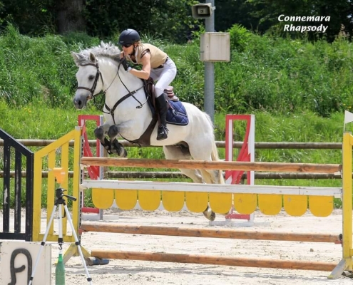 CANNON BALL BRIOVERE - Haras du Semnon