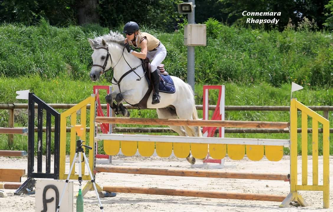 CANNON BALL BRIOVERE - Haras du Semnon