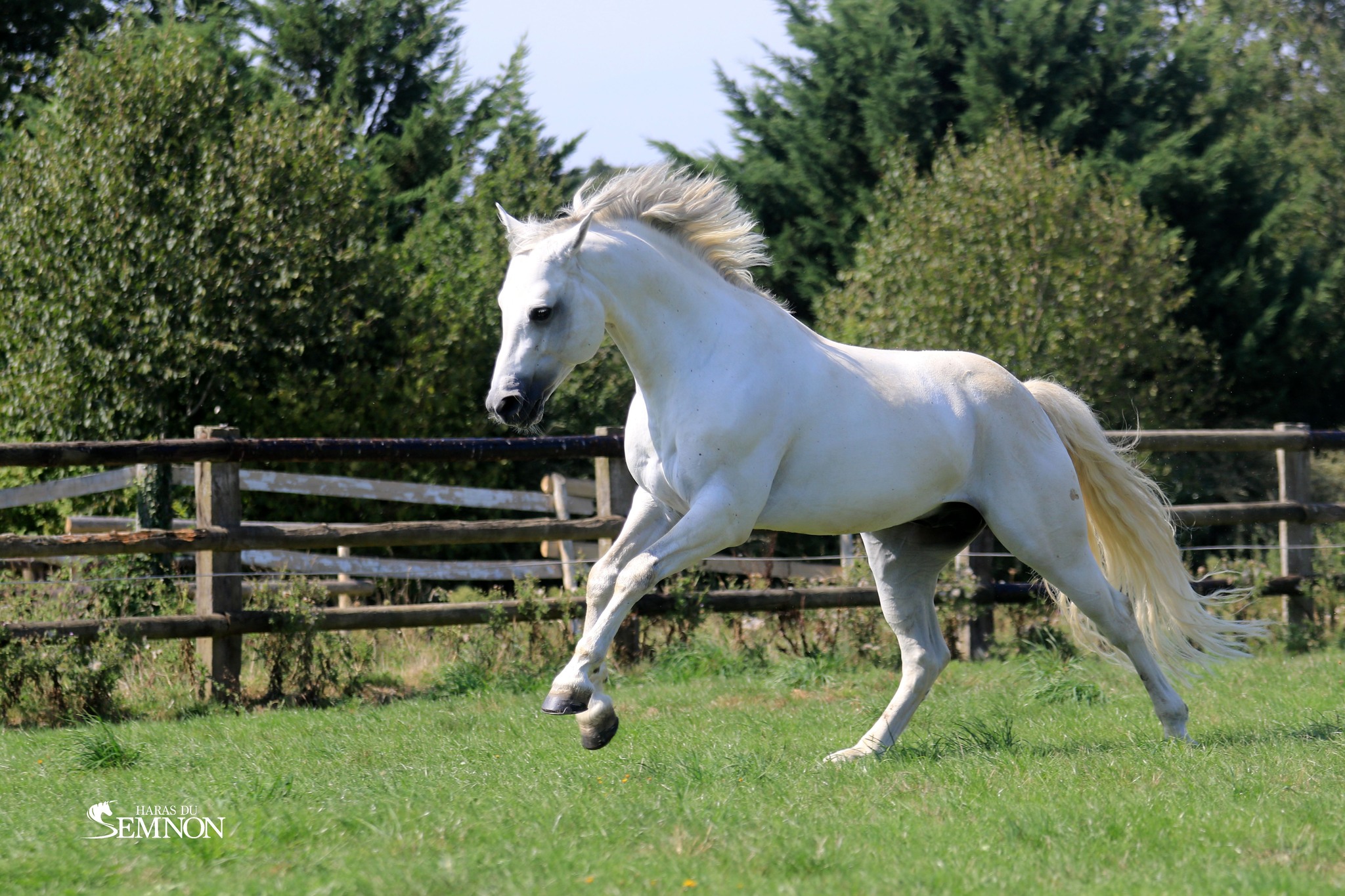 CANNON BALL BRIOVERE