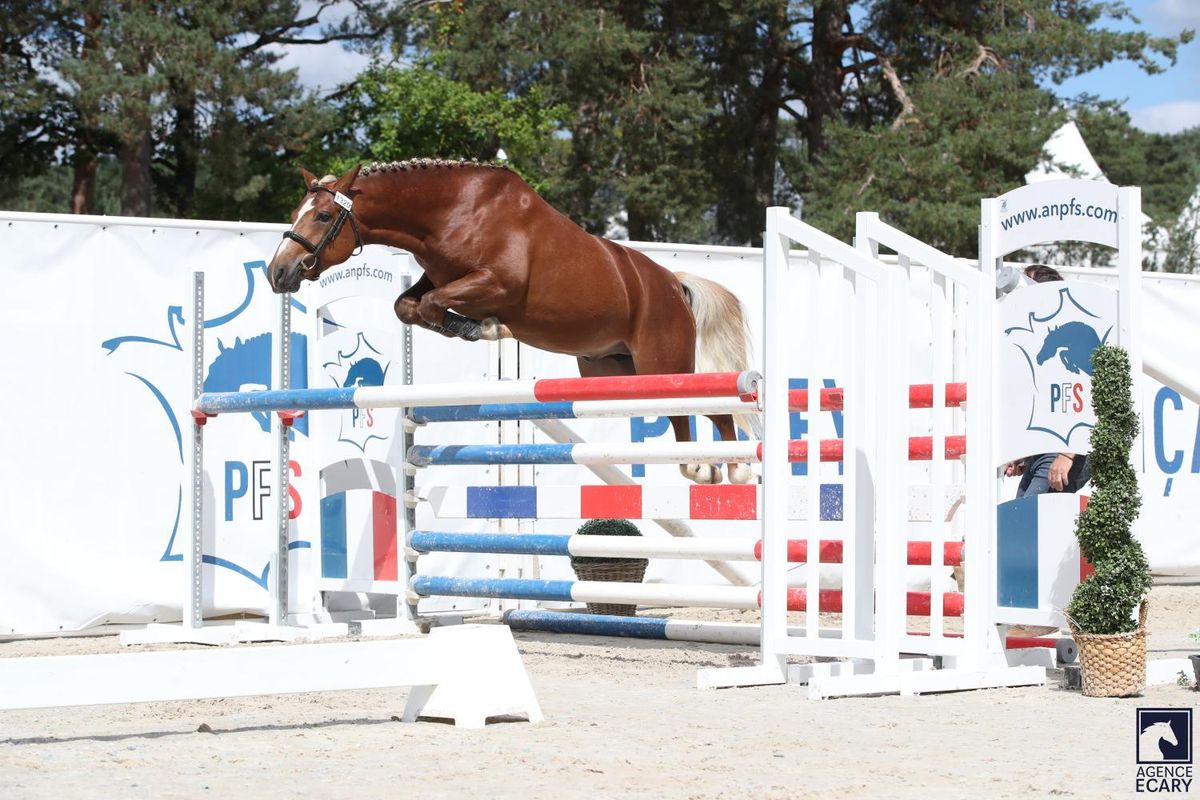 MY ENDLESS LOVE - Etalon PFS Haras du Semnon