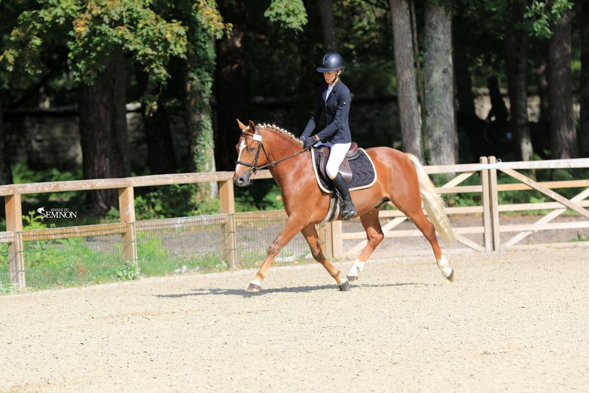 MY ENDLESS LOVE - Etalon PFS Haras du Semnon
