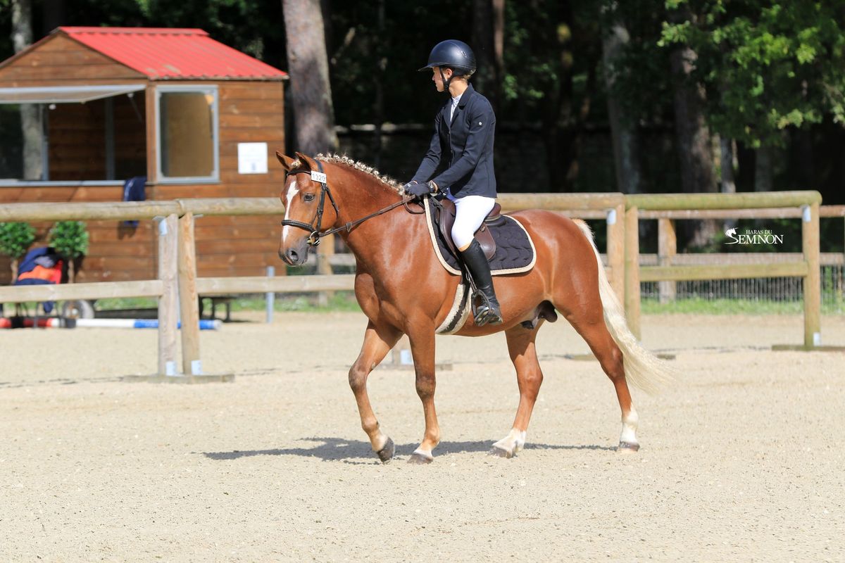 MY ENDLESS LOVE - Etalon PFS Haras du Semnon