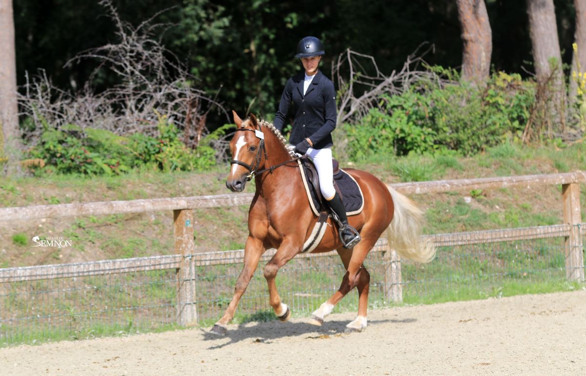 MY ENDLESS LOVE - Etalon PFS Haras du Semnon