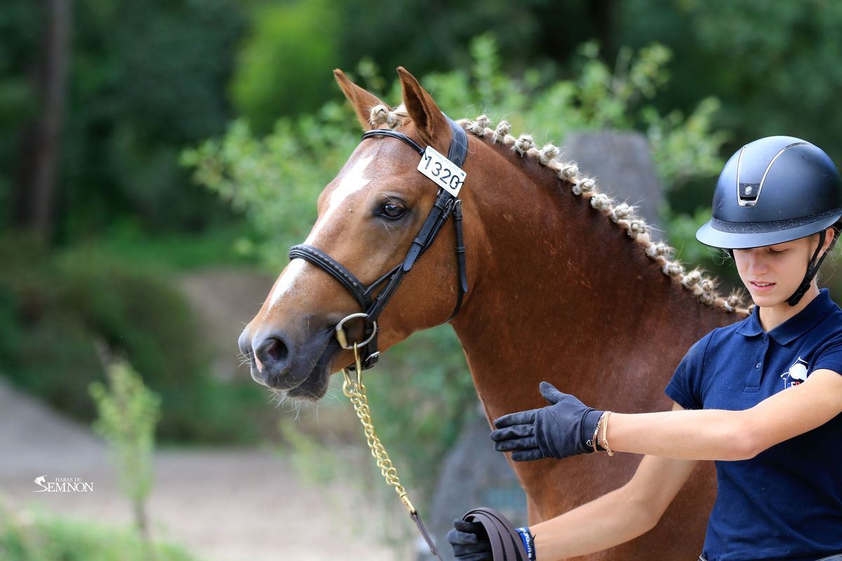 MY ENDLESS LOVE - Etalon PFS Haras du Semnon