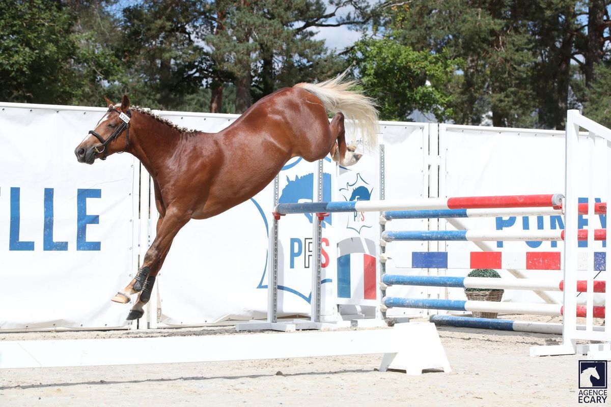 MY ENDLESS LOVE - Etalon PFS Haras du Semnon