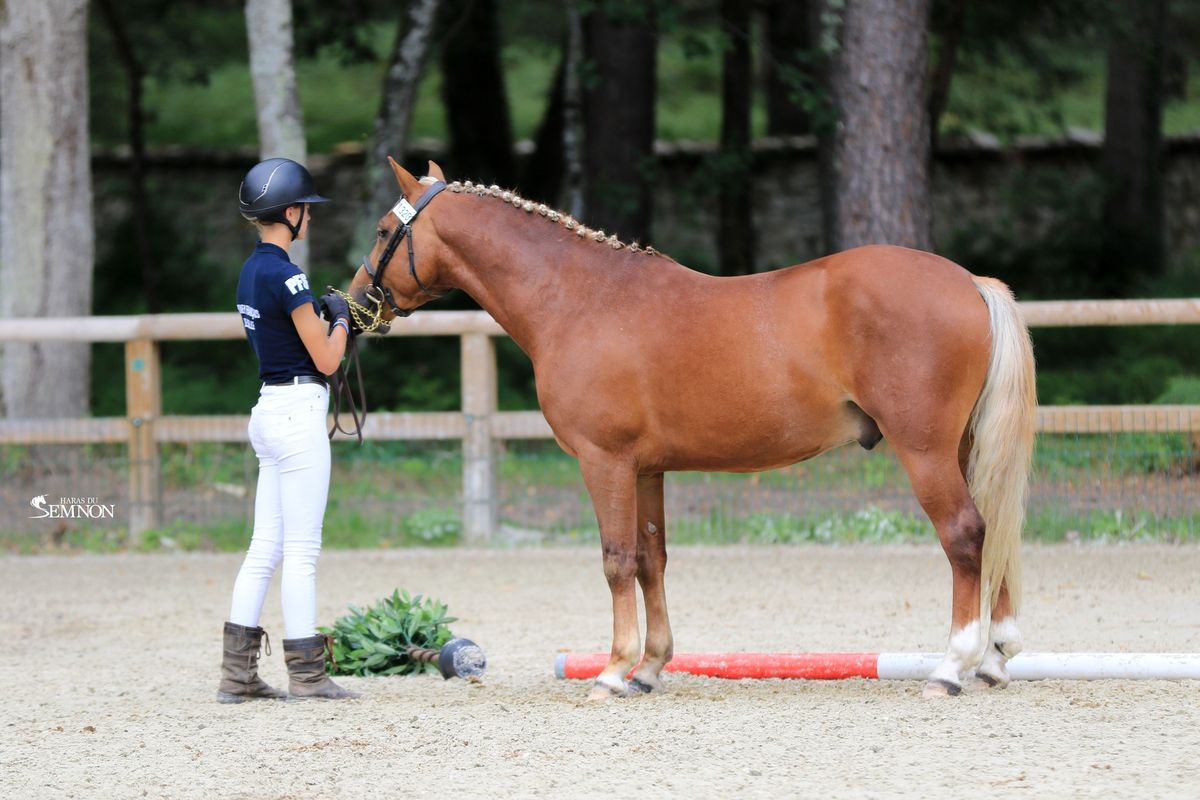 MY ENDLESS LOVE - Etalon PFS Haras du Semnon