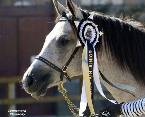 HEL'N HEAVEN RHAPSODY