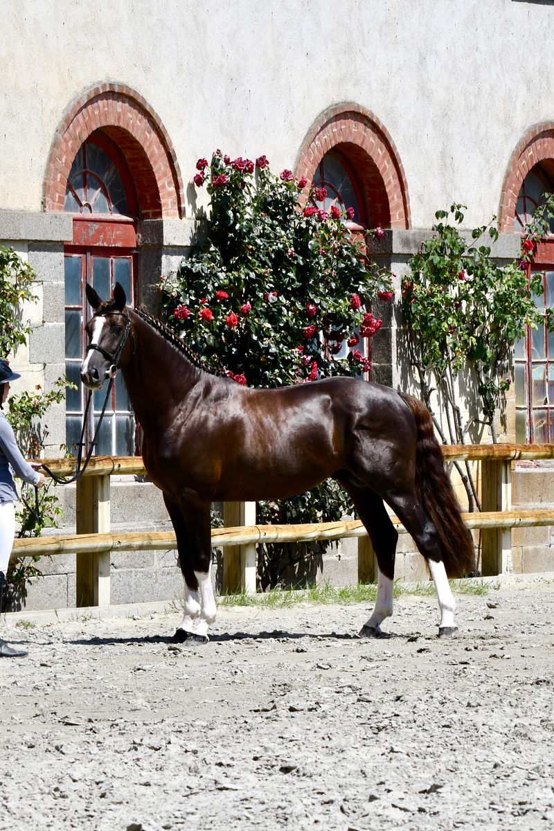 Louis d'Or Guicharday