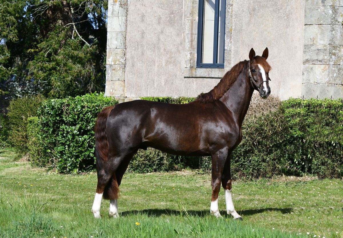 Louis d'Or Guicharday