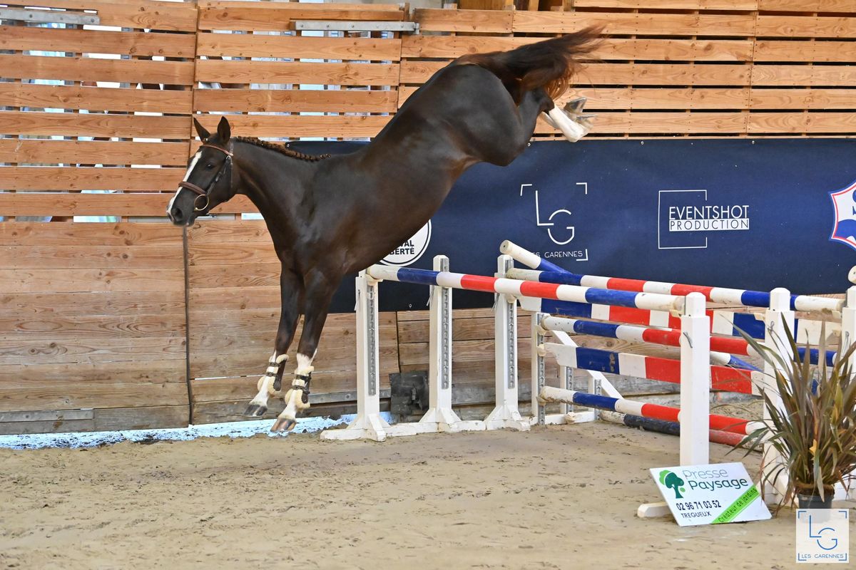 Louis d'Or Guicharday