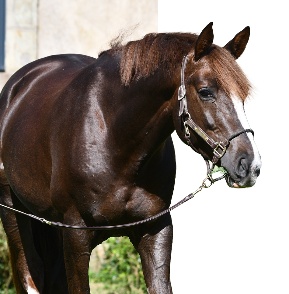 Louis d'Or Guicharday