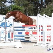 My endless Love étalon PFS