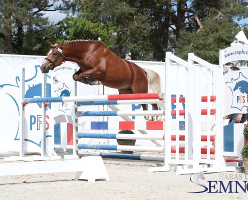 My endless Love étalon PFS