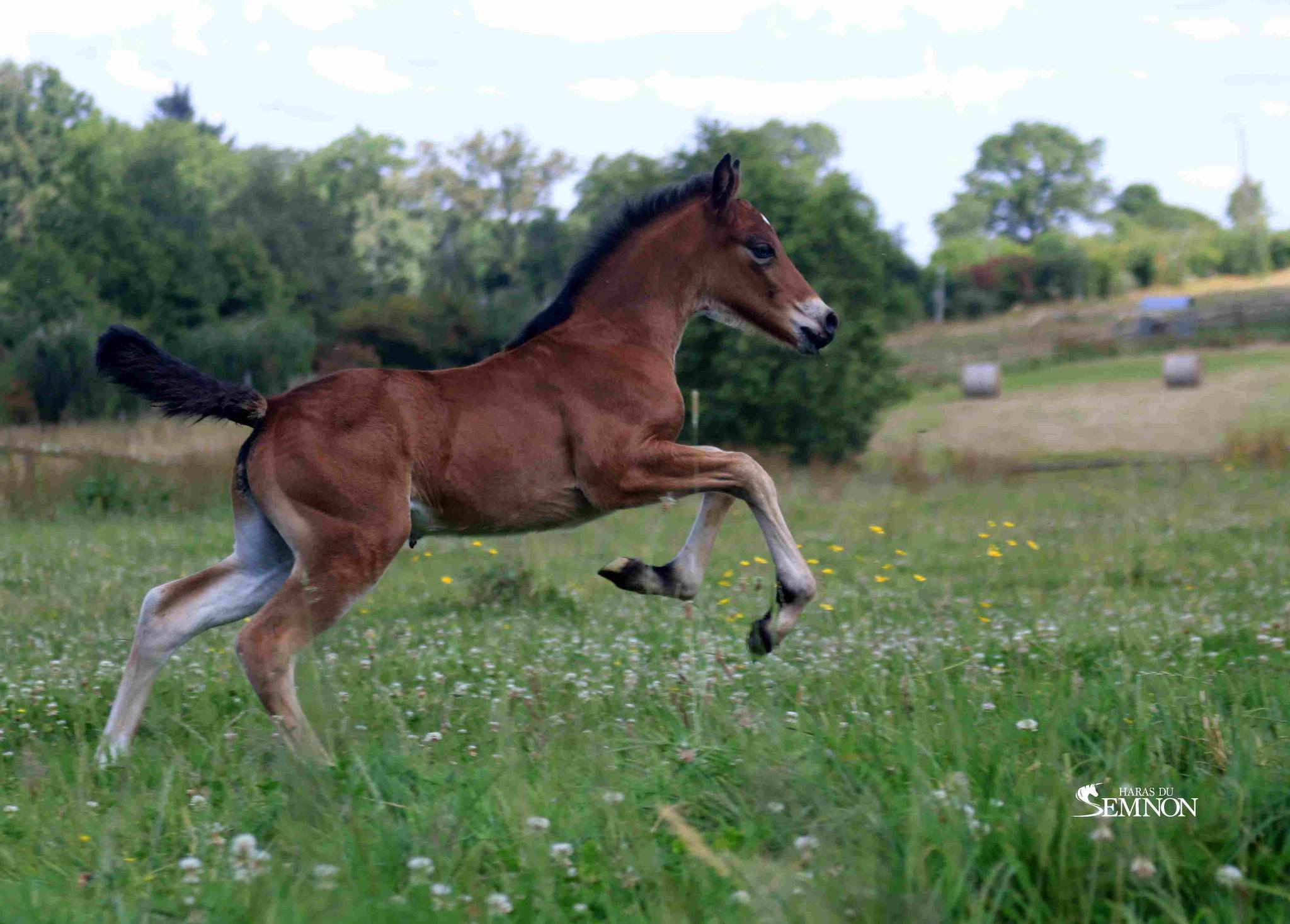 OLL PERFECT RHAPSODY