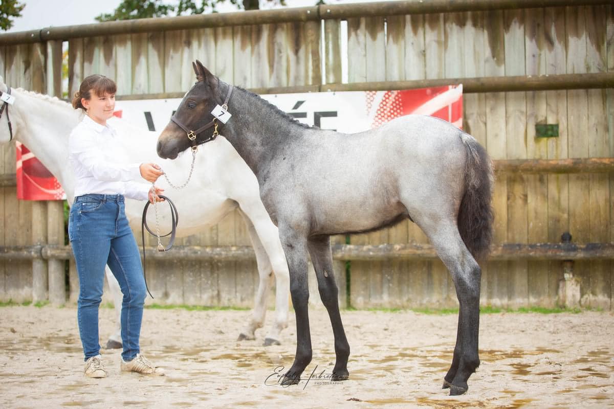 O’dvy Clas d’Heylor