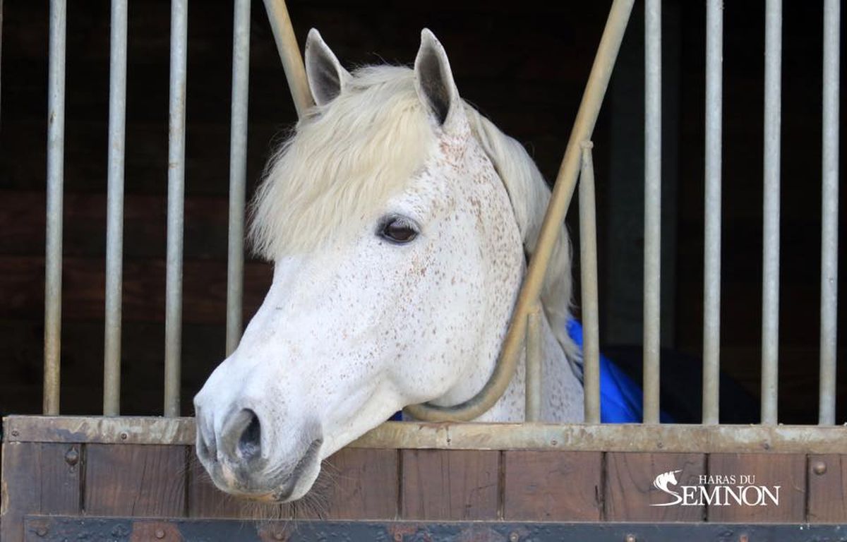ROUGHAN SPARROW étalon Connemara - Haras du Semnon