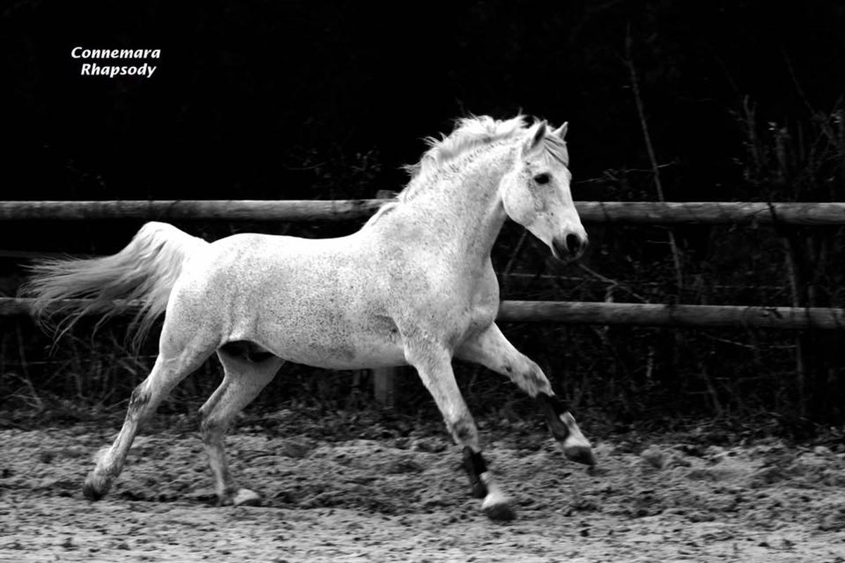 ROUGHAN SPARROW étalon Connemara - Haras du Semnon