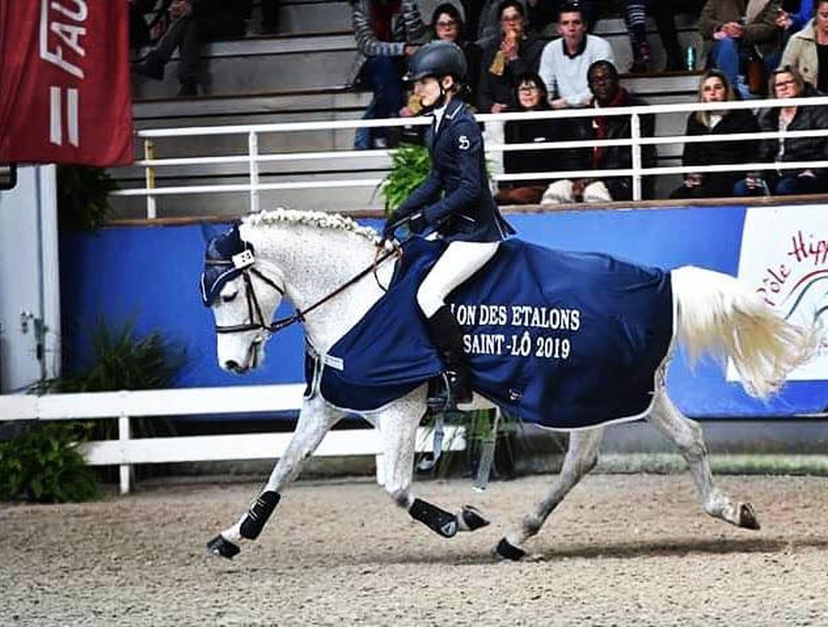 ROUGHAN SPARROW étalon Connemara - Haras du Semnon