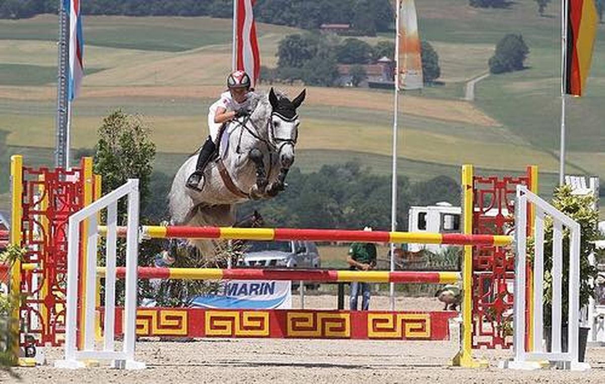 ROUGHAN SPARROW étalon Connemara - Haras du Semnon