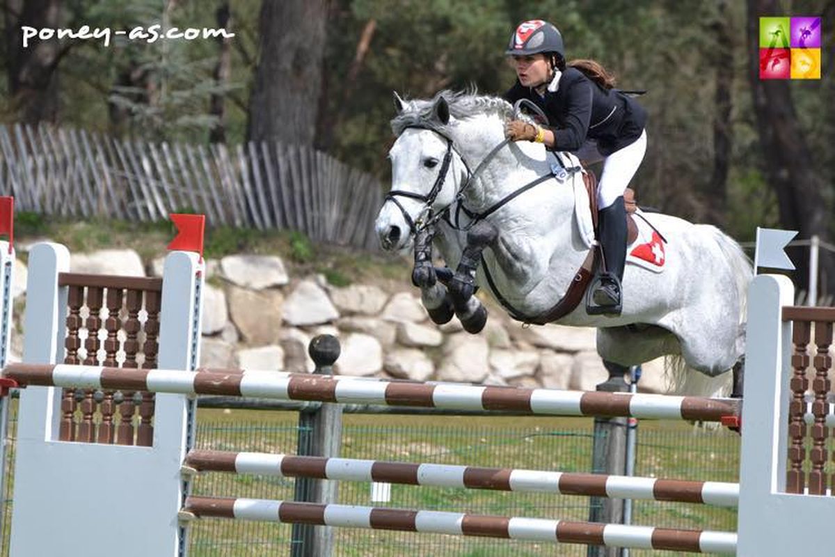 ROUGHAN SPARROW étalon Connemara - Haras du Semnon