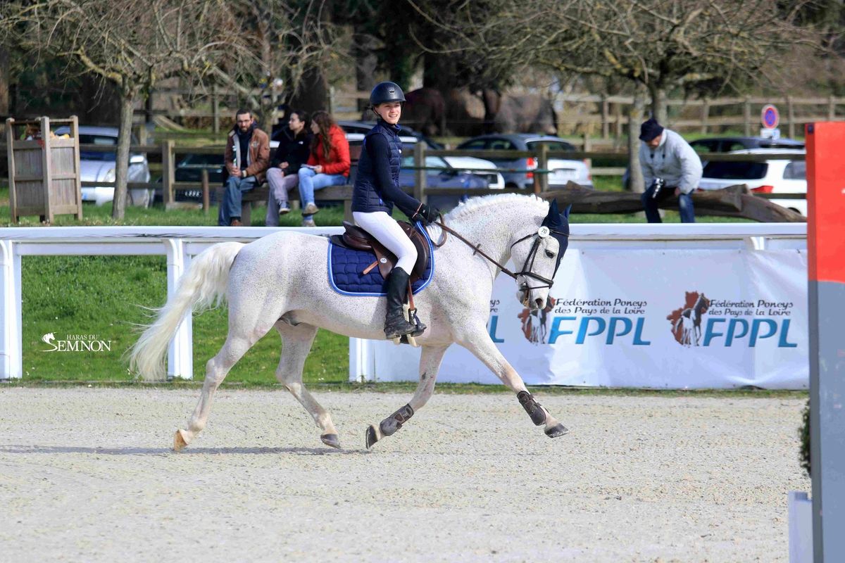 ROUGHAN SPARROW étalon Connemara - Haras du Semnon