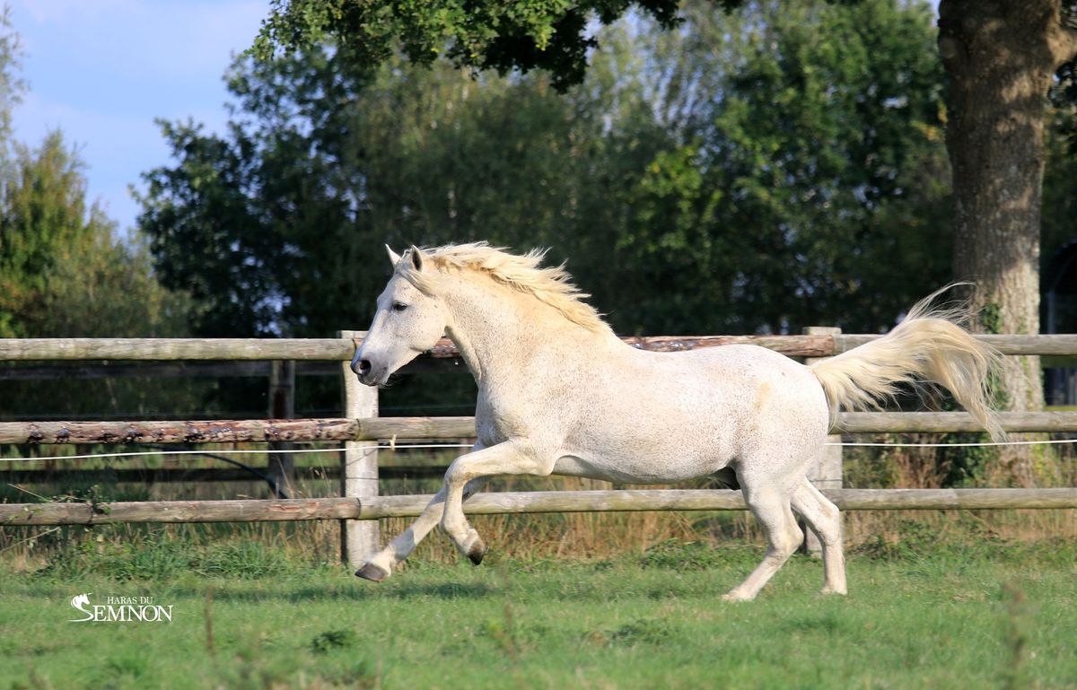 ROUGHAN SPARROW étalon Connemara - Haras du Semnon