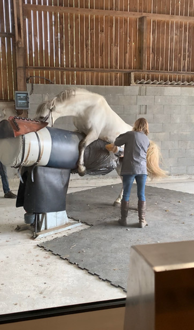 Centre de collecte et d'insémination - Haras du Semnon
