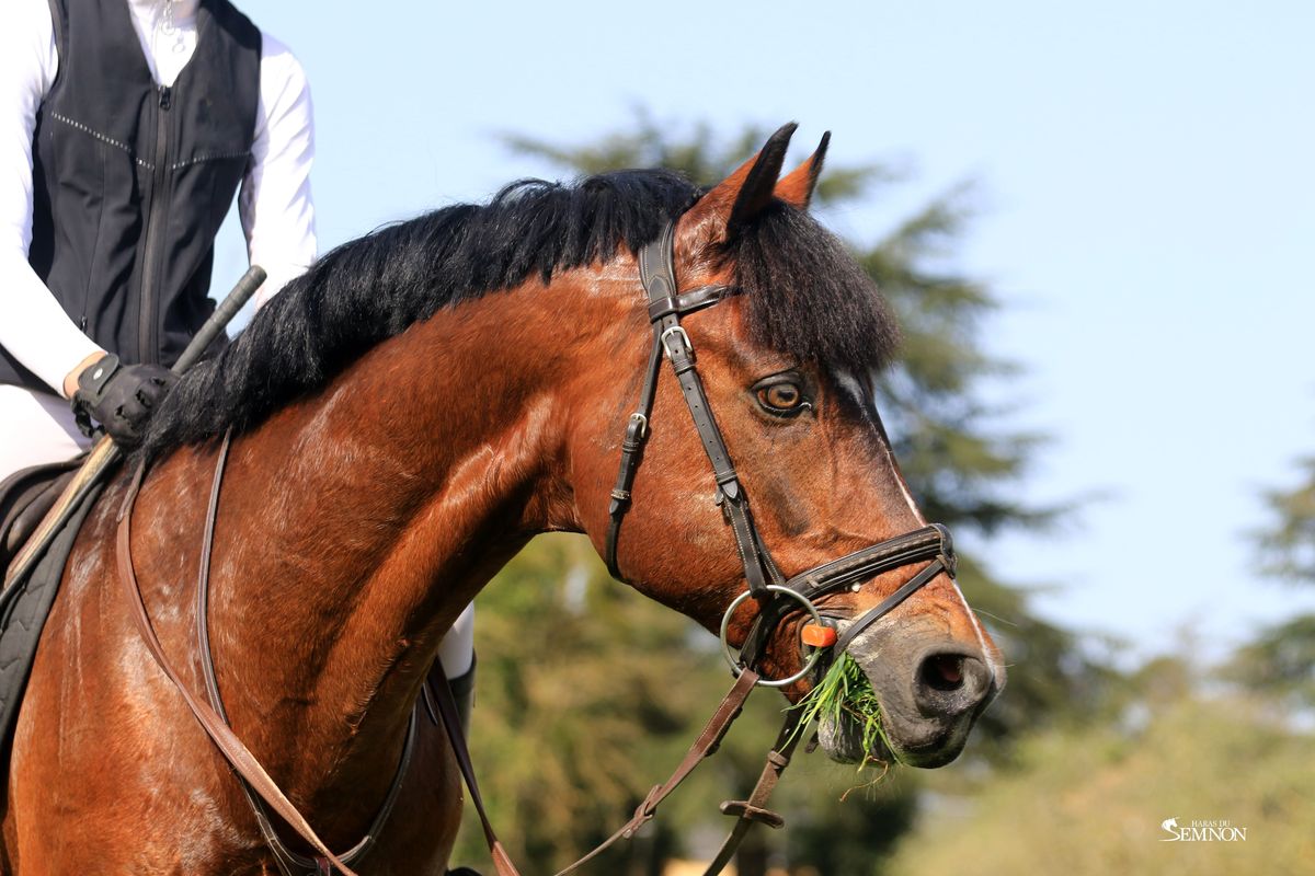 UGO DES CLAS*DORCAMP