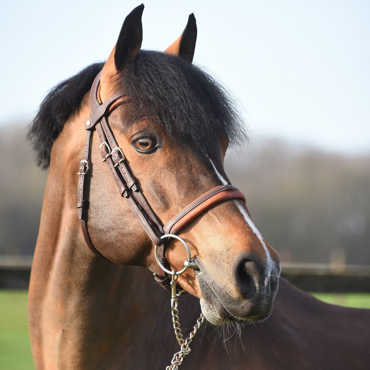 UGO DES CLAS*DORCAMP