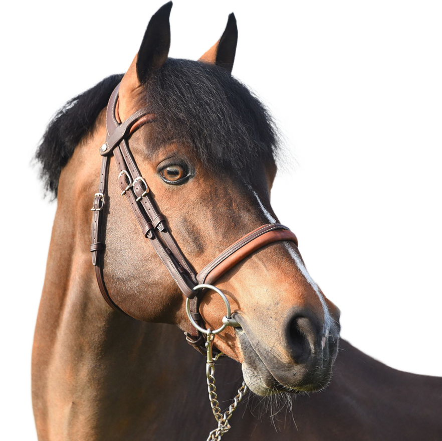 Ugo des Clas Dorcamp