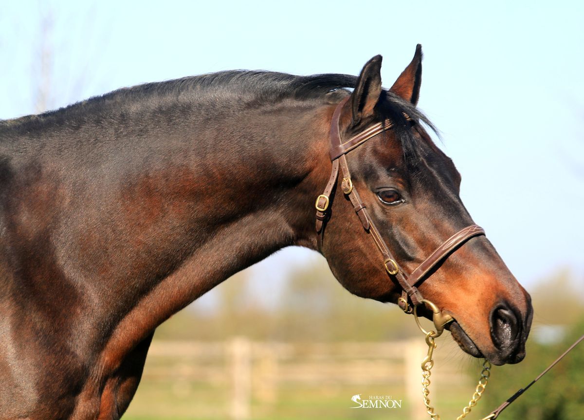 Etalon Connemara - Haras du Semnon